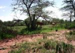 Subject ASG001f6mb