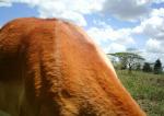 Subject ASG001mck9