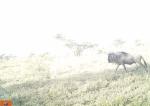Subject ASG001t40z