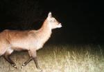 Subject ASG001wdrx