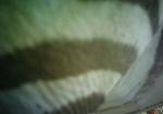 Subject ASG0011lpj