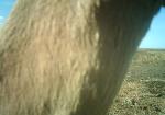 Subject ASG001477a