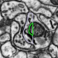 cut-off across mitochondria