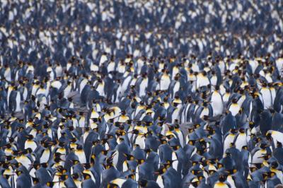 Rockhopper fiesta | Penguin Watch | Zooniverse - People-powered research