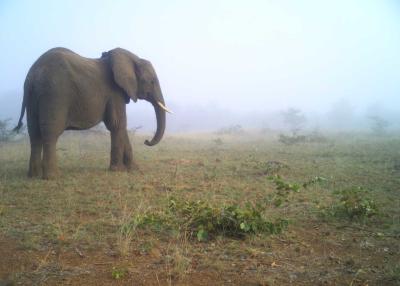 Image for Elephant ID
