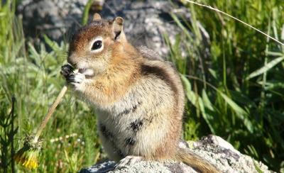 Image for Notes from Nature - Ranges: Mammal Traits from western North America