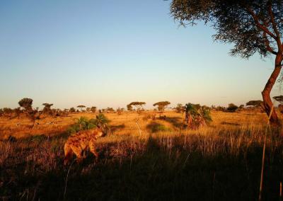 Image for Snapshot Serengeti