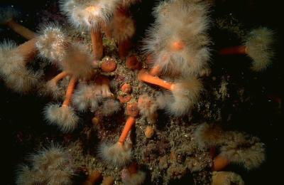 Image for The Koster seafloor observatory