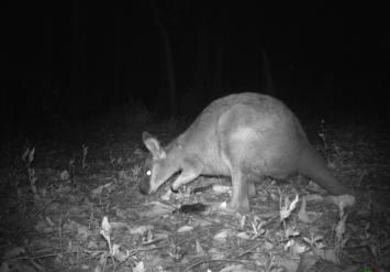 BGWallaby_size_night.jpg