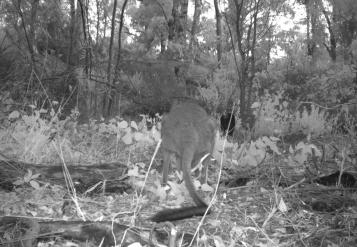 BGWallaby_tail.jpg