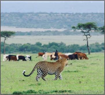 Leopard and cows.jpg