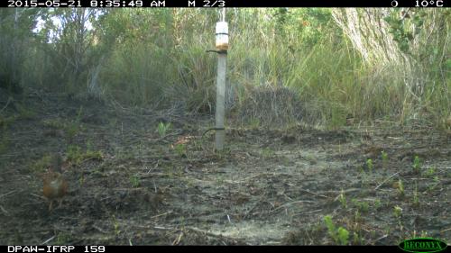 noisy scrub bird.JPG