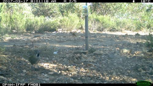 western whipbird (2).JPG