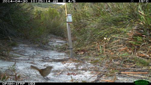 western bristlebird (2).JPG