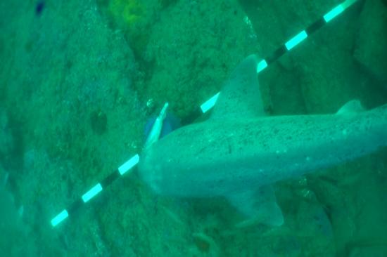 sevengill shark clear water CON28_2012_Parininihi.jpg