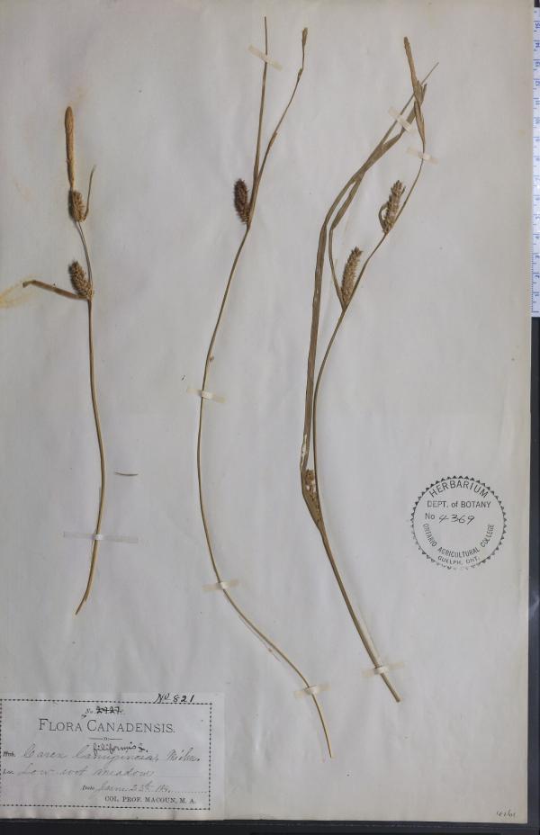 No one is talking about Notes from Nature - Capture the Collections ...