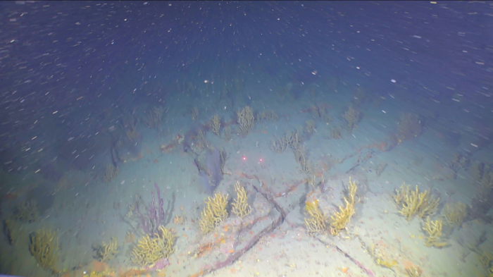 Click-a-Coral | Zooniverse - People-powered research