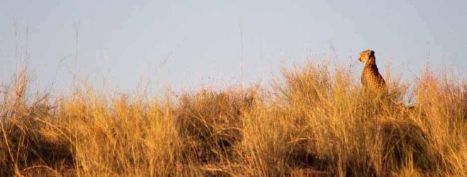 Kgalagadi cheetah2.jpg