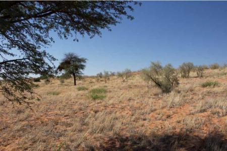 Kgalagadi Landscape.jpg