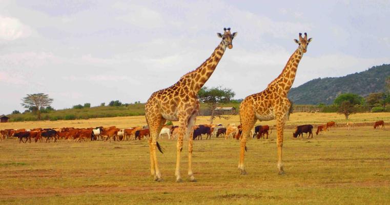 Giraffe and cows.jpg