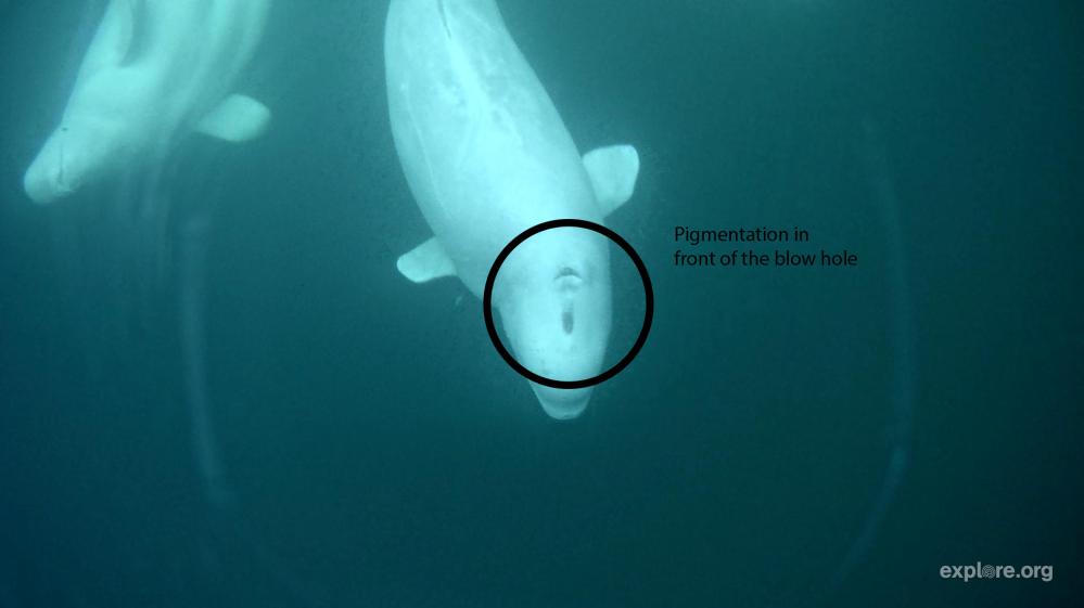 028988151 pigment.jpg