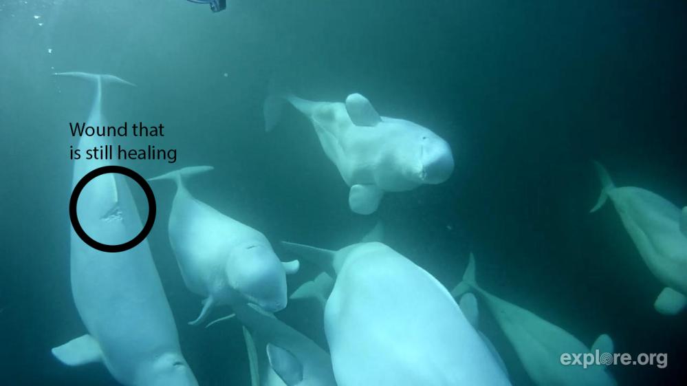 029907881 wound1.jpg