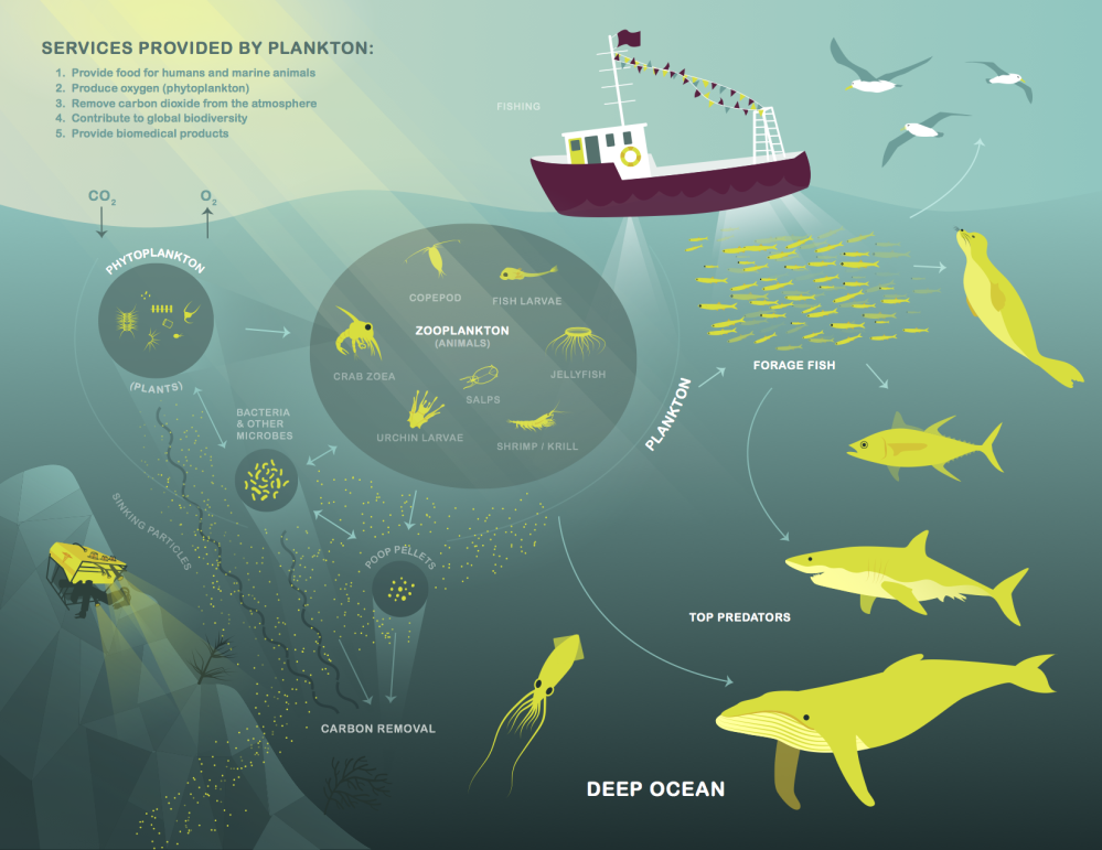 plankton-diagram.png
