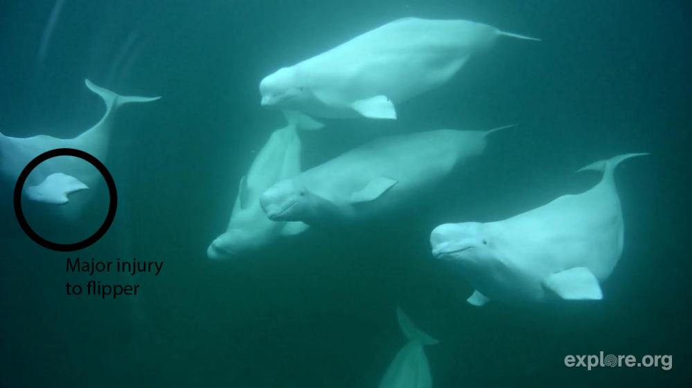 029002459 flipper major.jpg