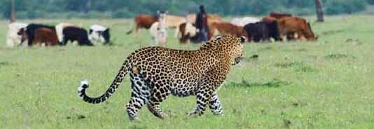 Leopard and cows.jpg