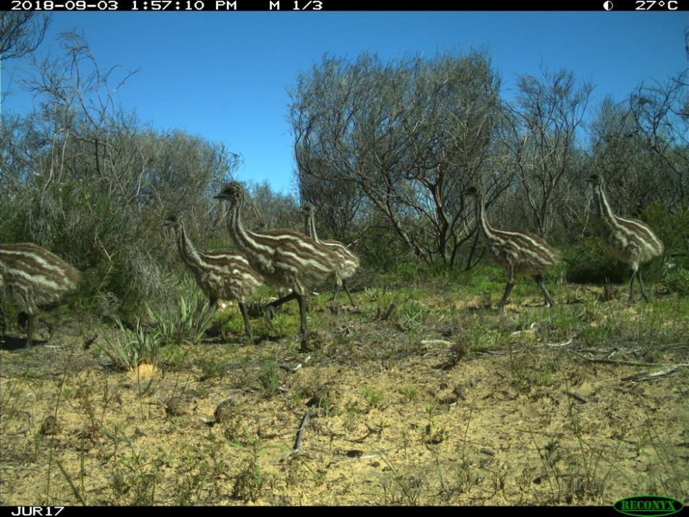 Emu_chicks_Nambung__resized1.JPG