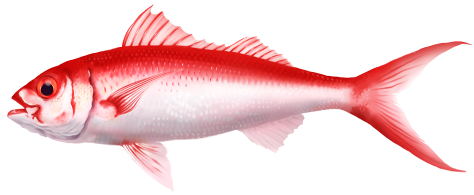 Onaga(color).PNG