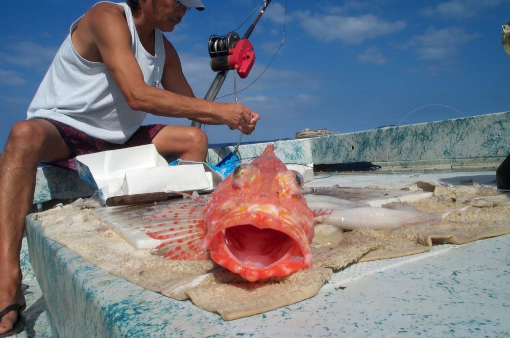 hogo(scorpionfish).jpg