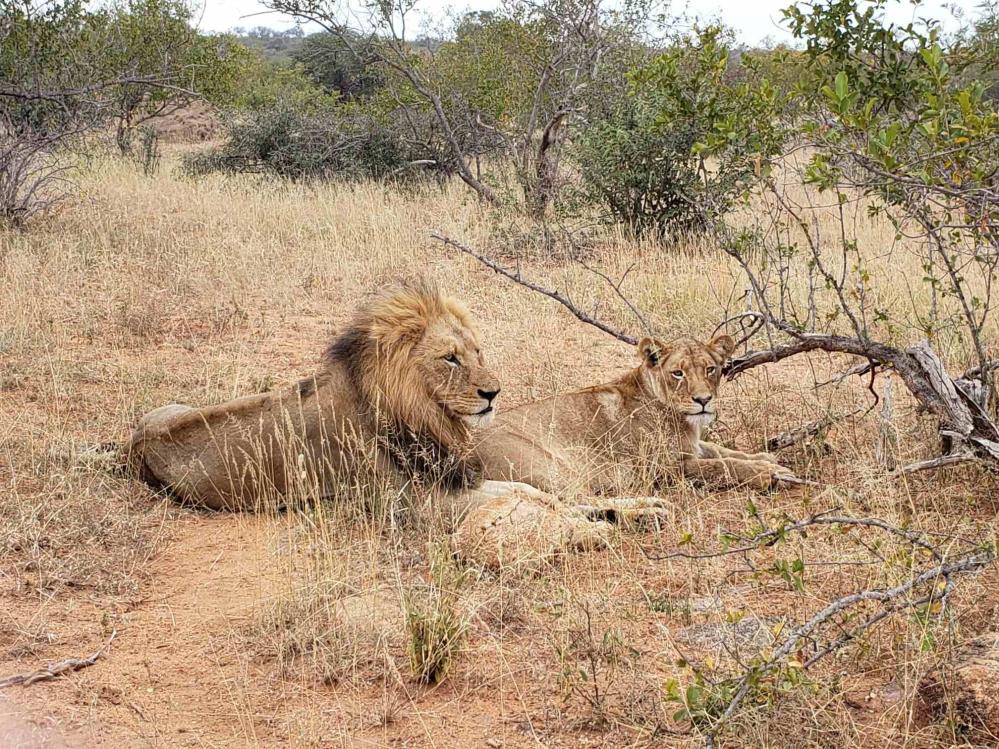 LionCouple_Balule.jpg