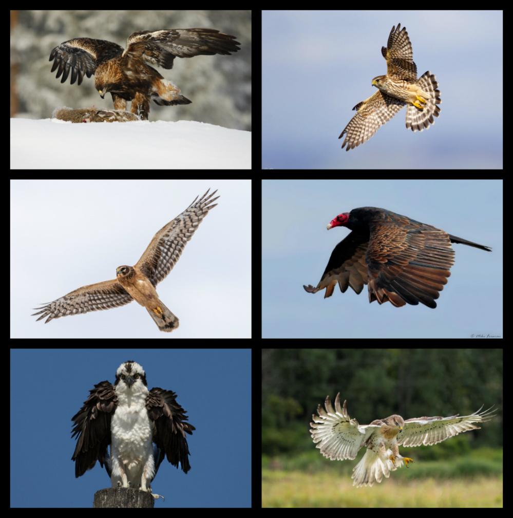 Research | Nest Quest Go: Raptors | Zooniverse - People-powered research