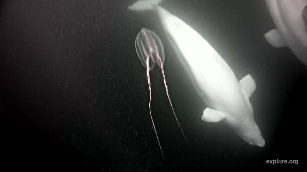 arctic comb jelly4.jpg