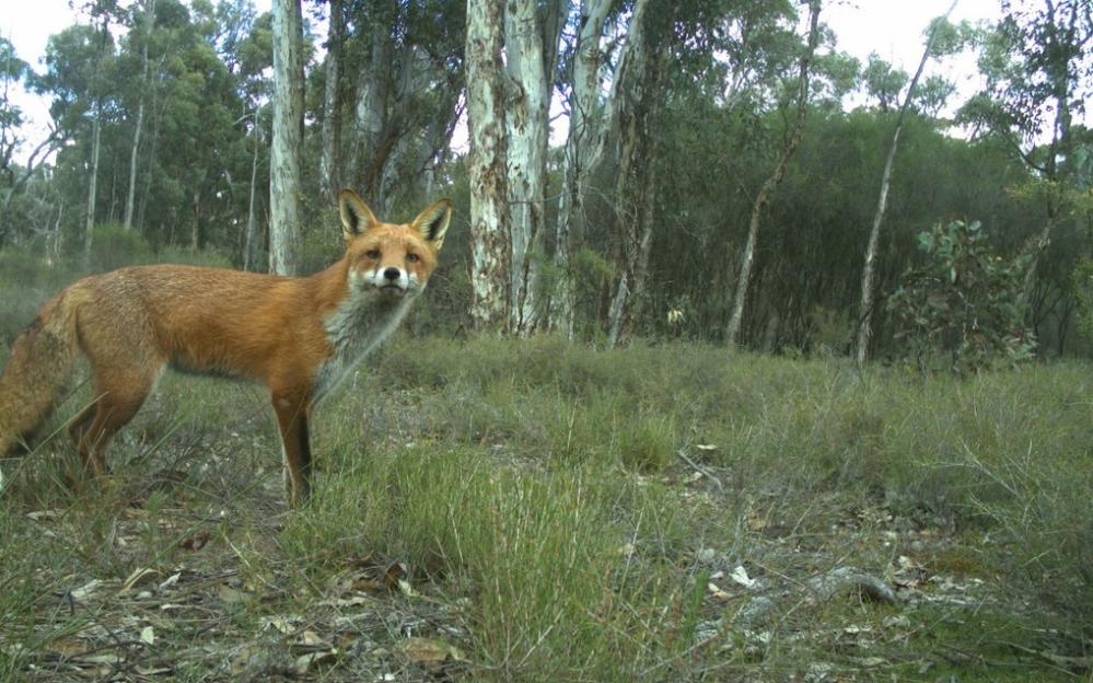 Fox_Bat26_2015_1.JPG