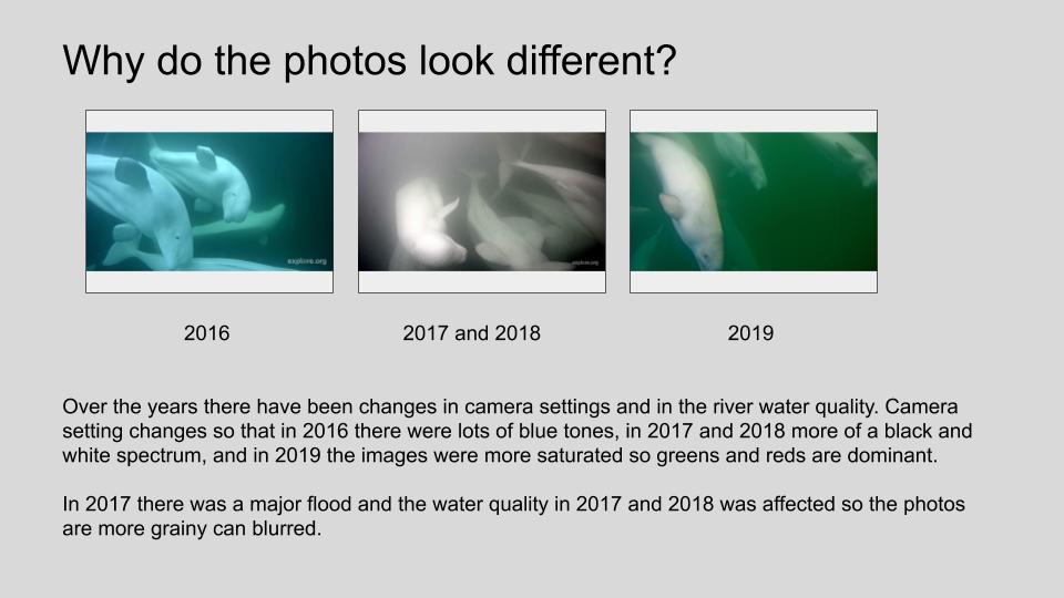 Beluga Bits Infographics.jpg