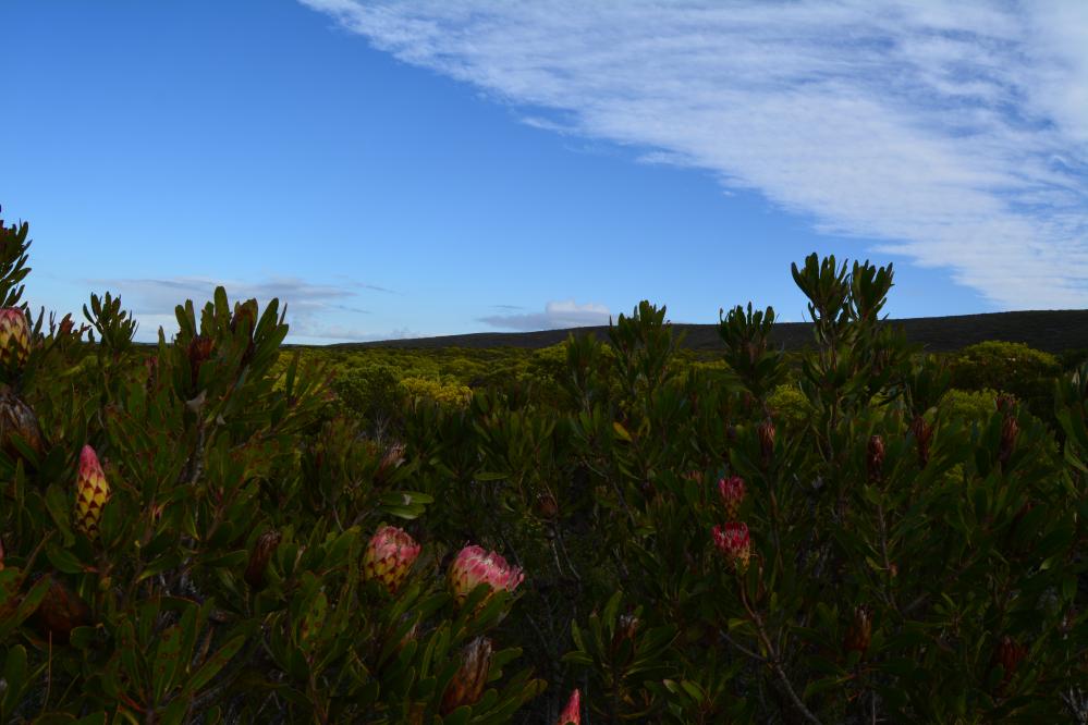 ZA-DHP_Landscape_Photo.JPG