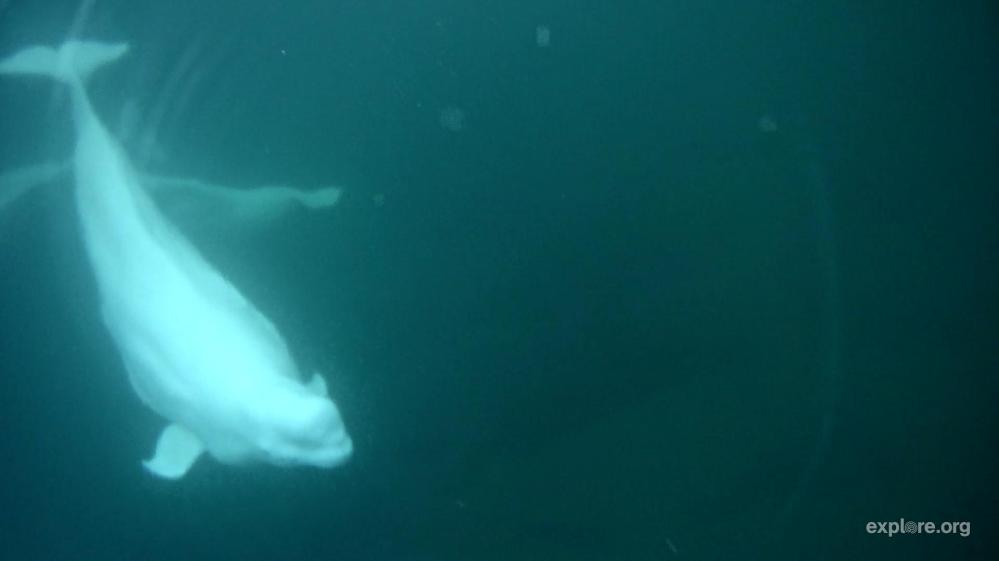 FAQ | Beluga Bits in the Classroom | Zooniverse - People-powered research