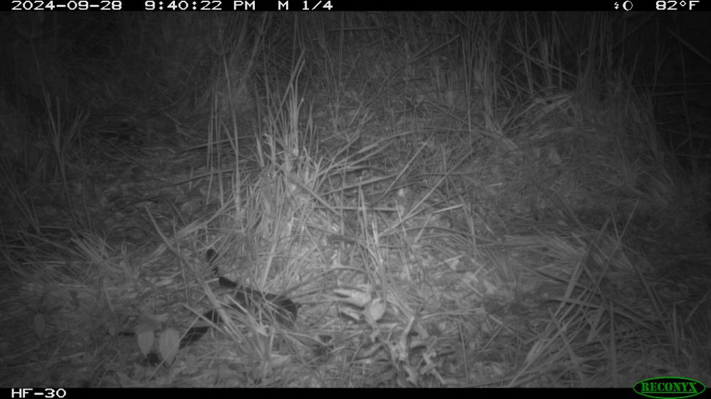 Everglades Cottonmouth.jpeg