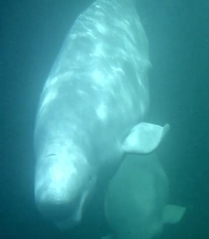 Birinchi marta biseksuallar