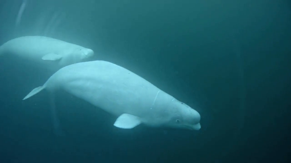 Beluga_2.png