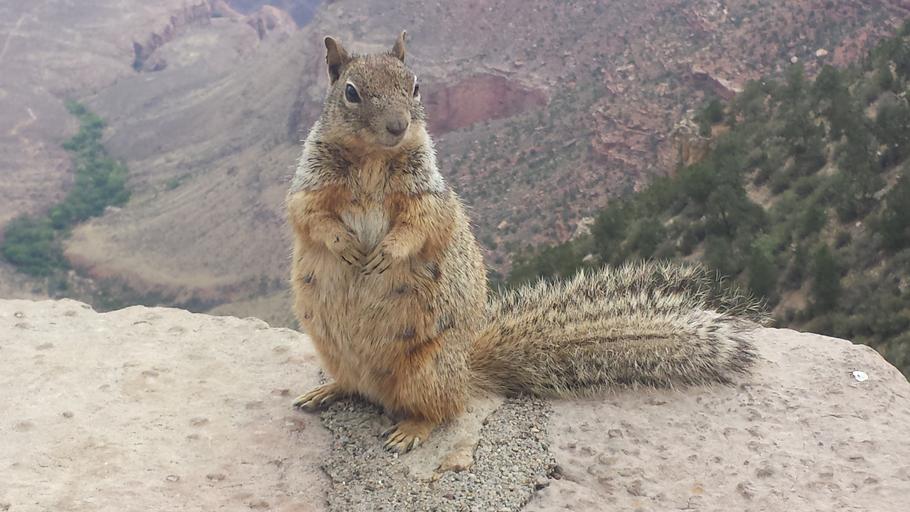 Research | Canyon Critters | Zooniverse - People-powered research