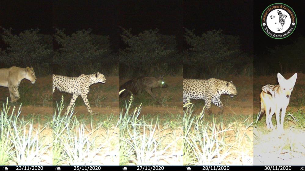 LEC carnivores Khutse1.jpg