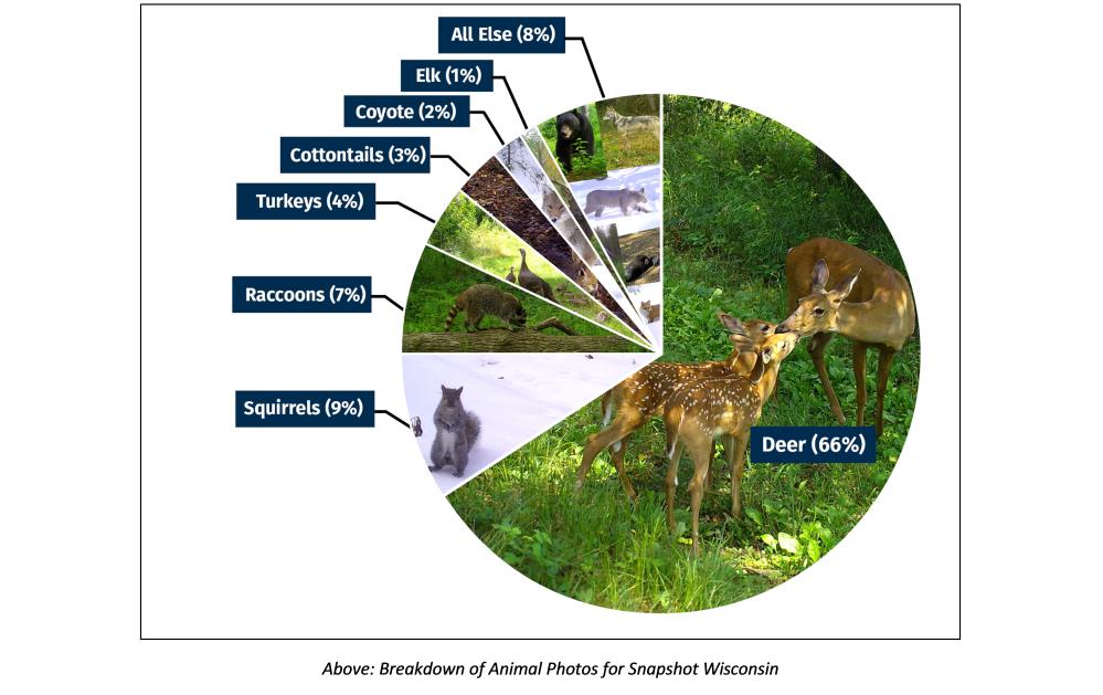 Zooniverse Results Wildlife Graphic.jpg