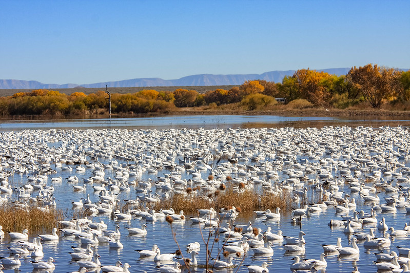 A large flock of snow geese (*Chen caerulescens*) in a wetland at Bosque del Apache National Wildlife Refuge