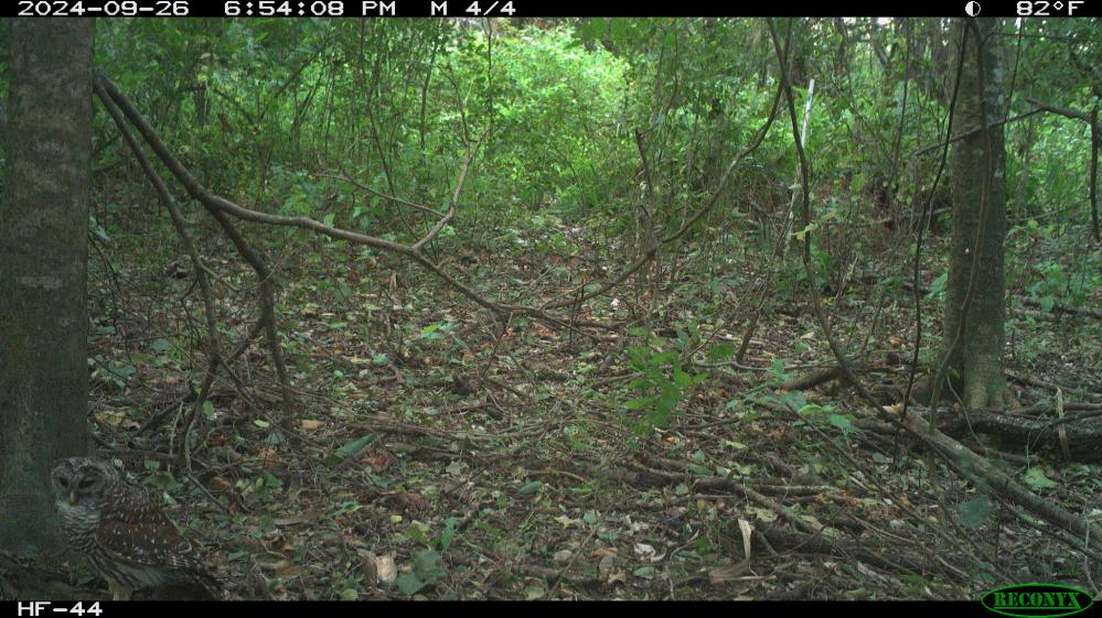 Everglades Barred Owl.jpeg