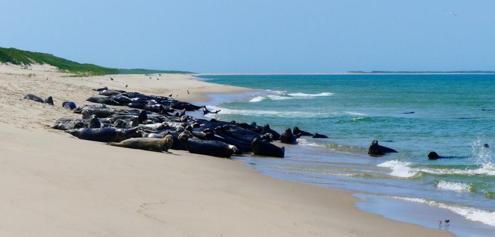 Research | Sable Island NPR Grey Seal Count | Zooniverse - People ...