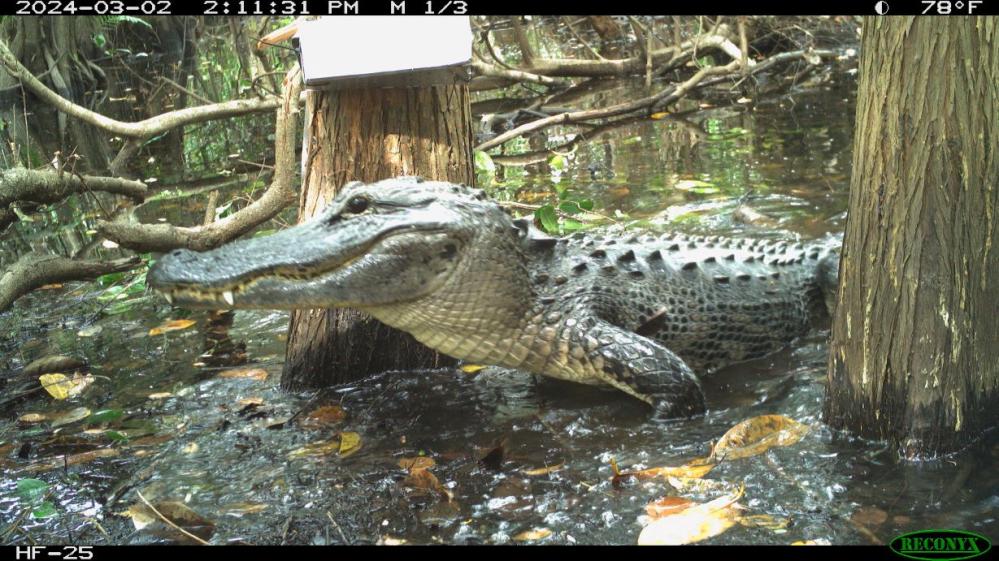 Alligator Trail cam1.jpg