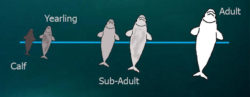 Beluga Age Class_Updated_2022.jpg